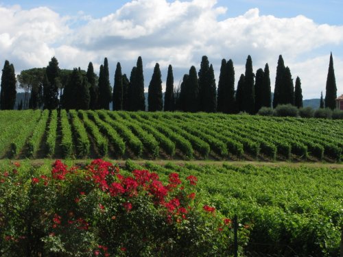 Vigne e cipressi a S. pietro incariano