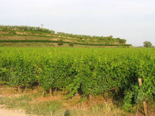 Vigneti a Custoza