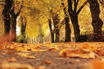 Foliage d'autunno