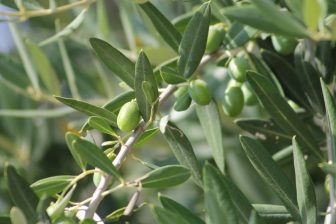 Festa dell'Olio