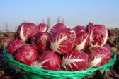 Alla fiera del Radicchio di Casaleone