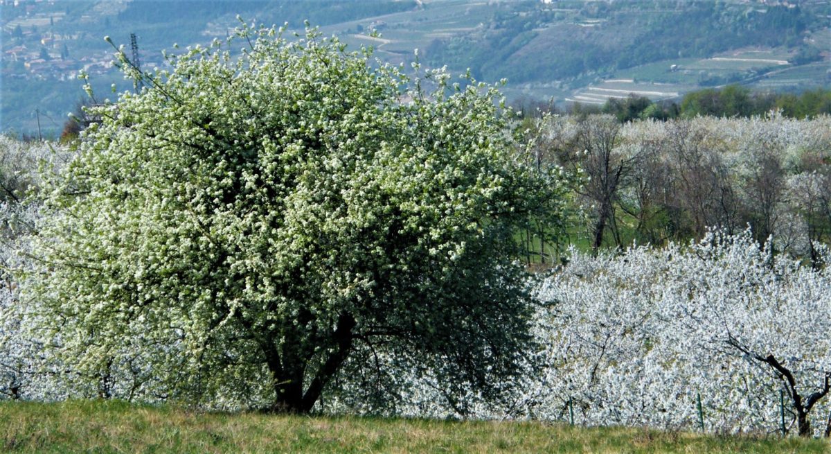 12 fioritura ciliegi foto bares montecchio biciclettata su e giu per la valpolicella