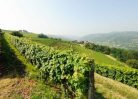 In Valpolicella tra viti e vini