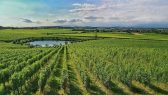 In bici tra i vigneti del vino Lugana